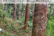 云南西双版纳橡胶树开割率60%：加工厂面临原料不足与产能过剩挑战